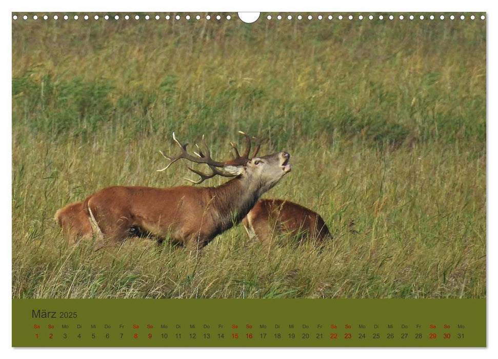 Küsten Hirsche - Rotwild auf dem Darß (CALVENDO Wandkalender 2025)