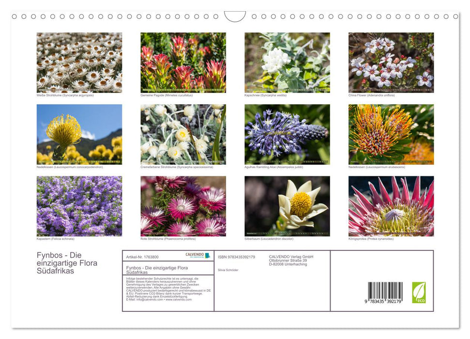 Fynbos - Die einzigartige Flora Südafrikas (CALVENDO Wandkalender 2025)