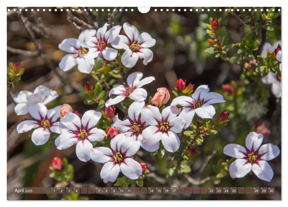 Fynbos - Die einzigartige Flora Südafrikas (CALVENDO Wandkalender 2025)