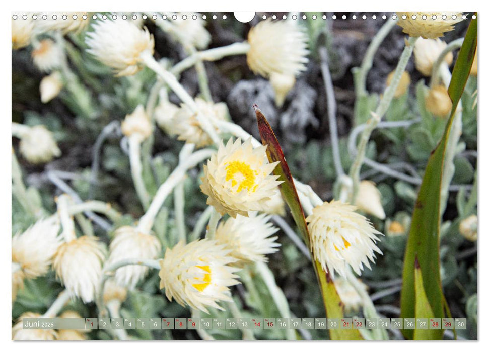 Fynbos - Die einzigartige Flora Südafrikas (CALVENDO Wandkalender 2025)