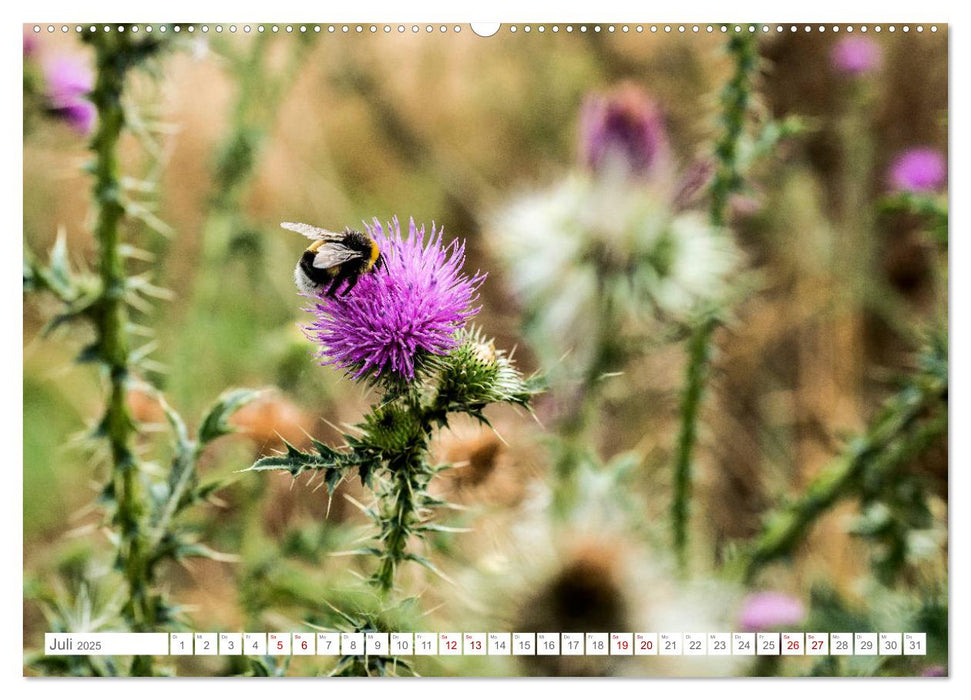 Parks und Gärten in Sachsen-Anhalt (CALVENDO Premium Wandkalender 2025)