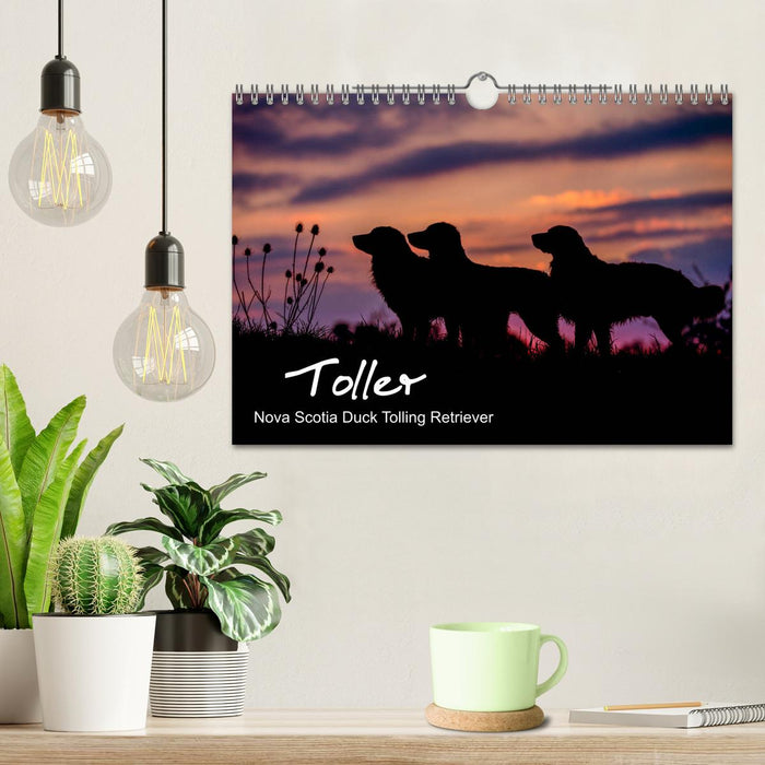 Toller - Nova Scotia Duck Tolling Retriever (CALVENDO Wandkalender 2025)