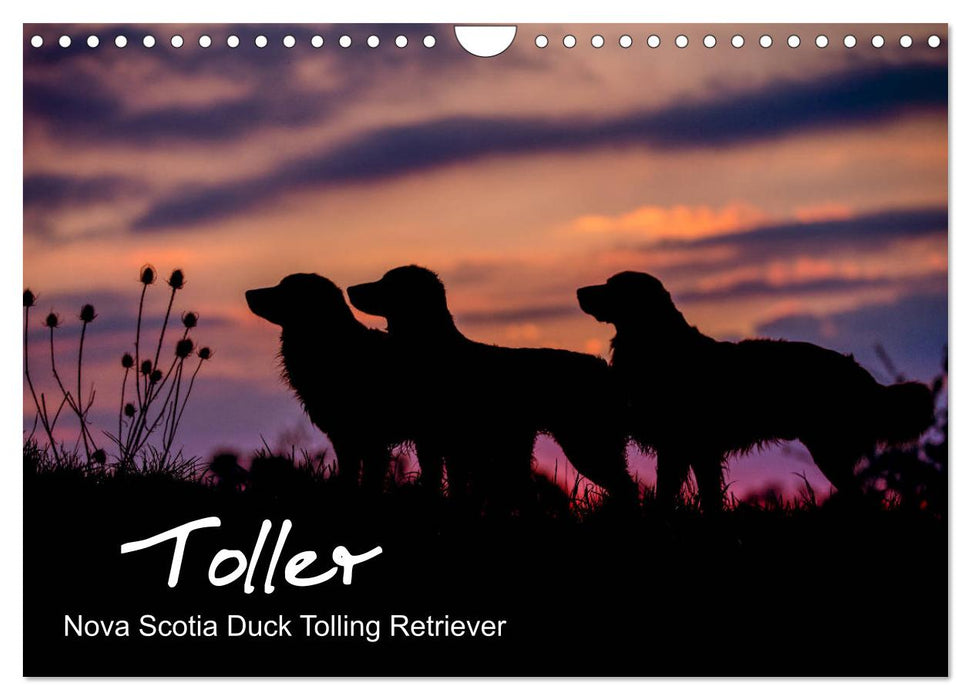 Toller - Nova Scotia Duck Tolling Retriever (CALVENDO Wandkalender 2025)