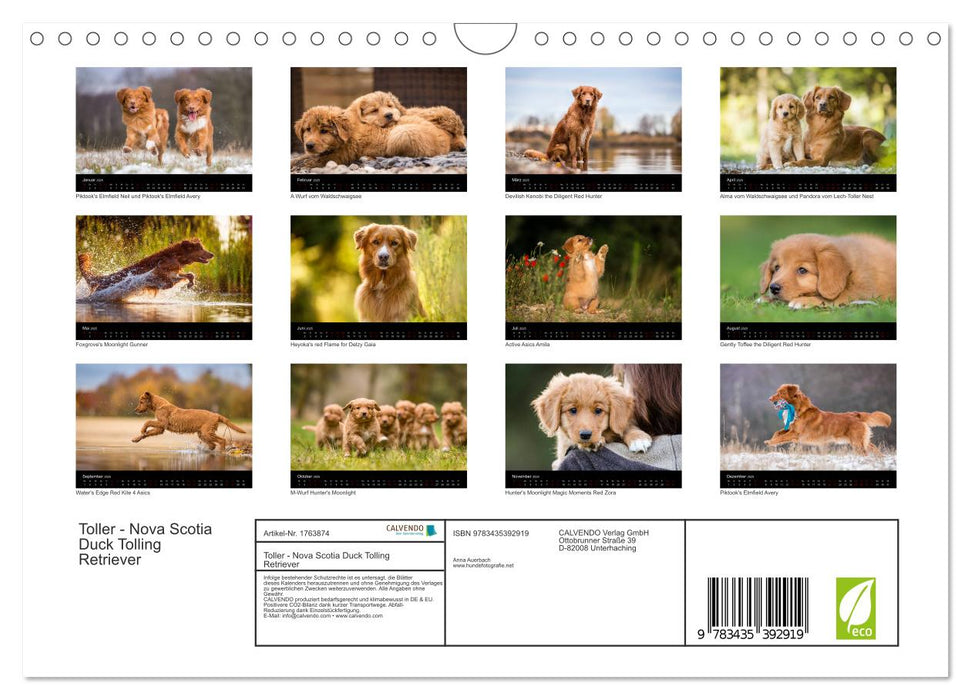 Toller - Nova Scotia Duck Tolling Retriever (CALVENDO Wandkalender 2025)