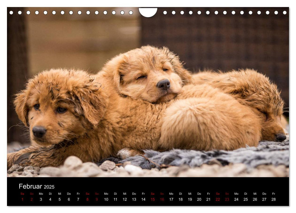 Toller - Nova Scotia Duck Tolling Retriever (CALVENDO Wandkalender 2025)