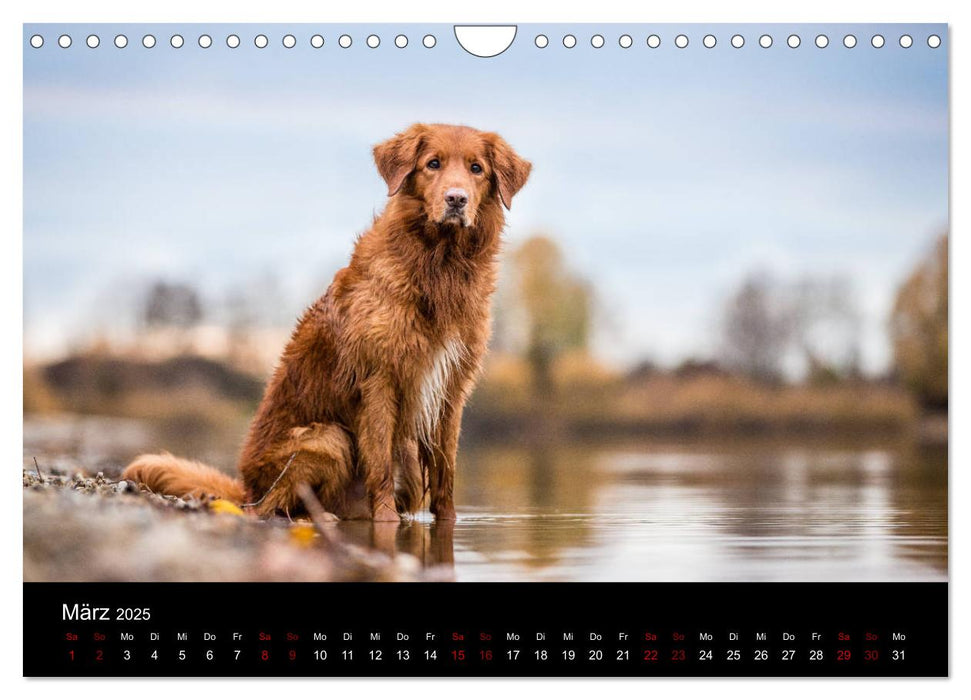 Toller - Nova Scotia Duck Tolling Retriever (CALVENDO Wandkalender 2025)