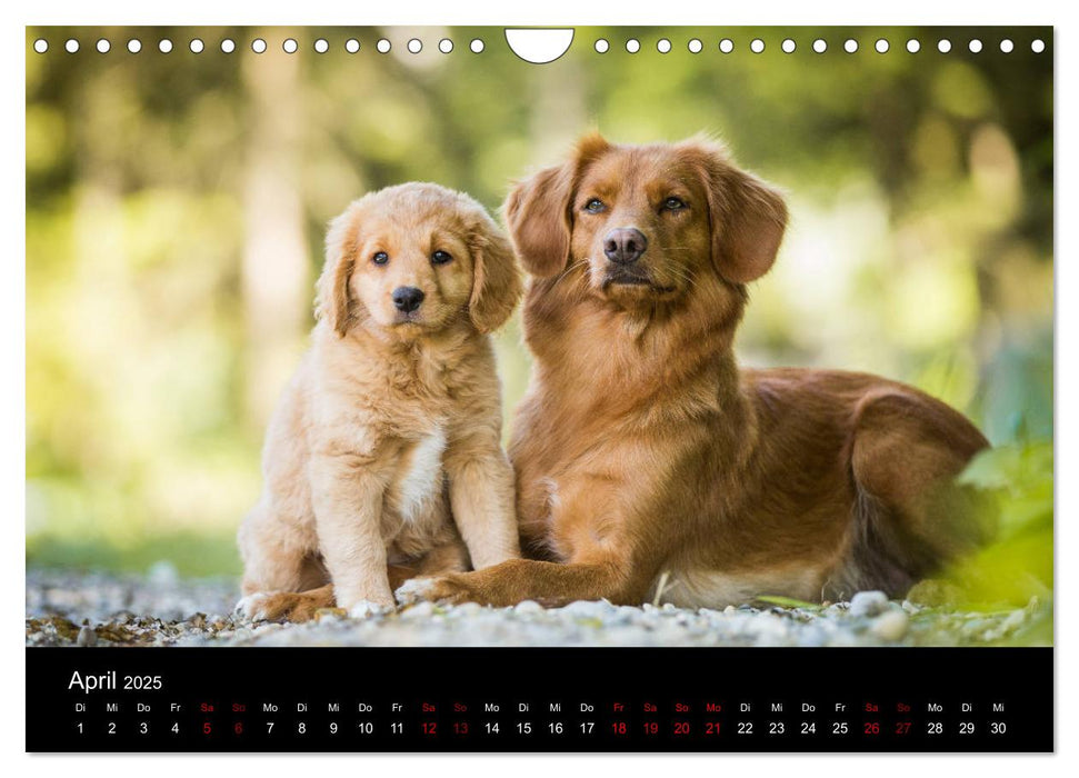 Toller - Nova Scotia Duck Tolling Retriever (CALVENDO Wandkalender 2025)