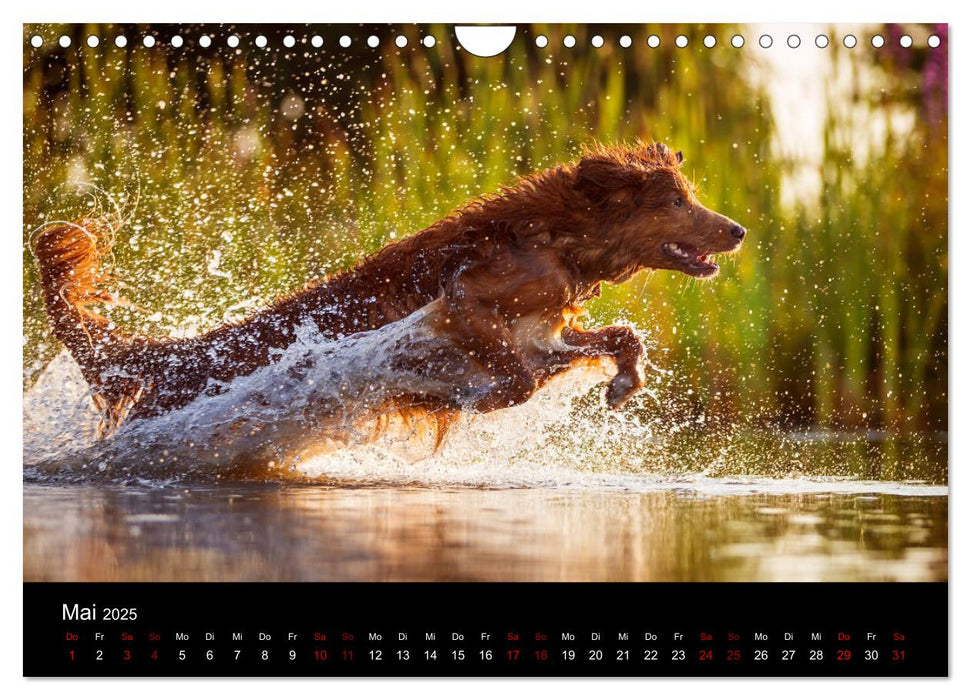 Toller - Nova Scotia Duck Tolling Retriever (CALVENDO Wandkalender 2025)