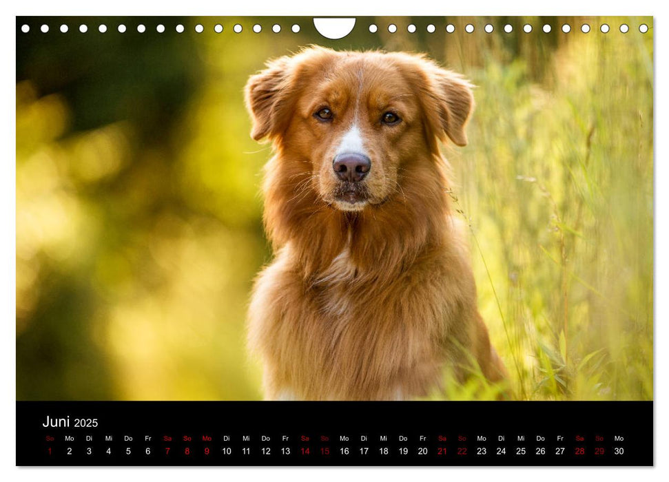 Toller - Nova Scotia Duck Tolling Retriever (CALVENDO Wandkalender 2025)