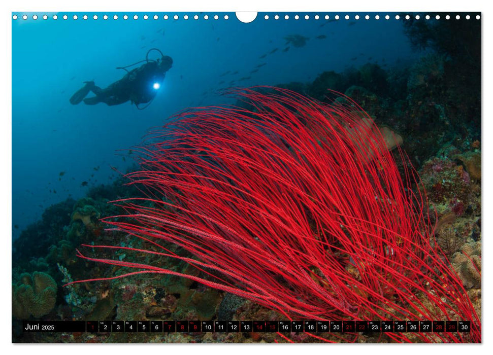 Malediven - Die bunte Unterwasserwelt (CALVENDO Wandkalender 2025)
