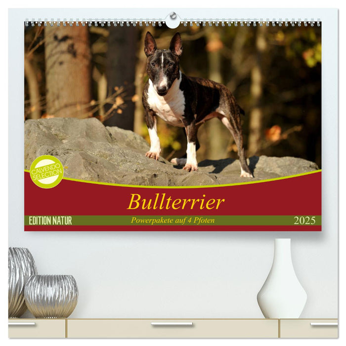 Bullterrier, Powerpakete auf 4 Pfoten (CALVENDO Premium Wandkalender 2025)