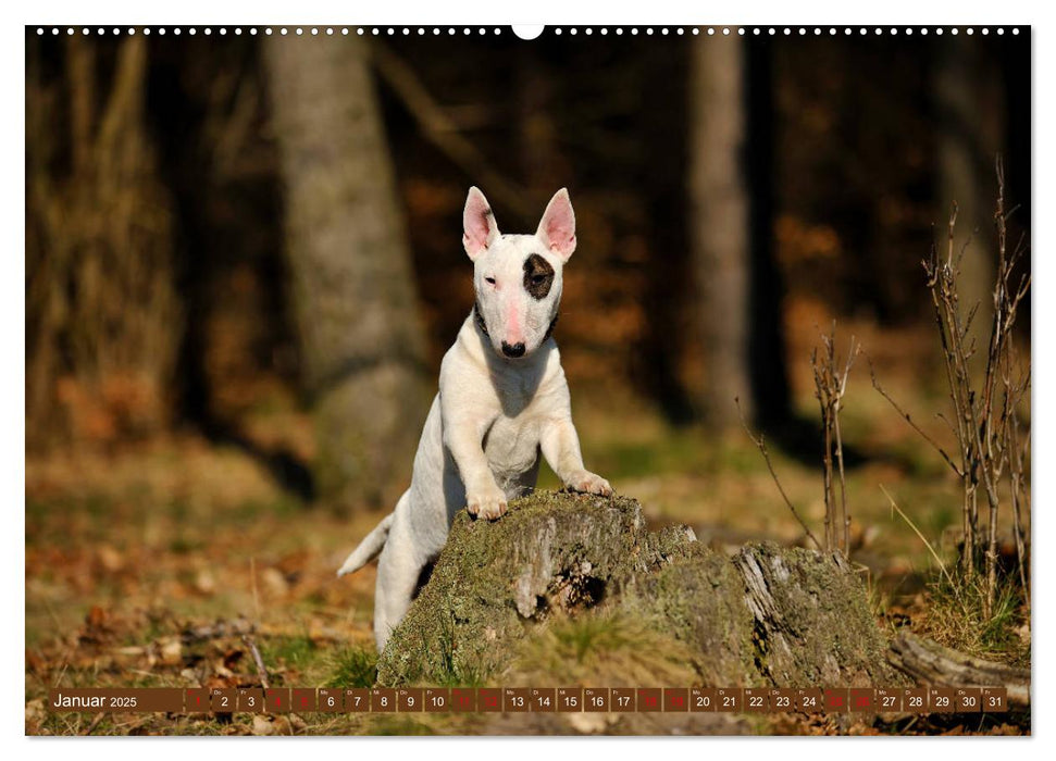 Bullterrier, Powerpakete auf 4 Pfoten (CALVENDO Premium Wandkalender 2025)