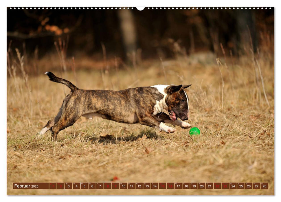 Bullterrier, Powerpakete auf 4 Pfoten (CALVENDO Premium Wandkalender 2025)