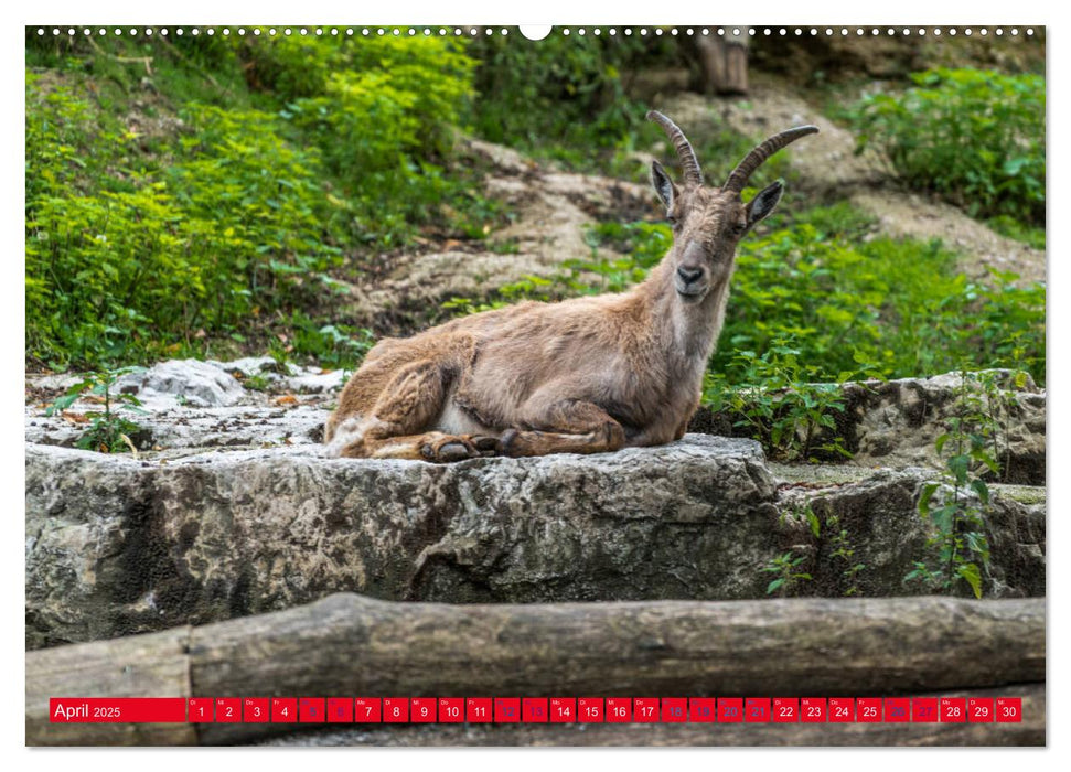 Hallstatt Impressionen (CALVENDO Premium Wandkalender 2025)