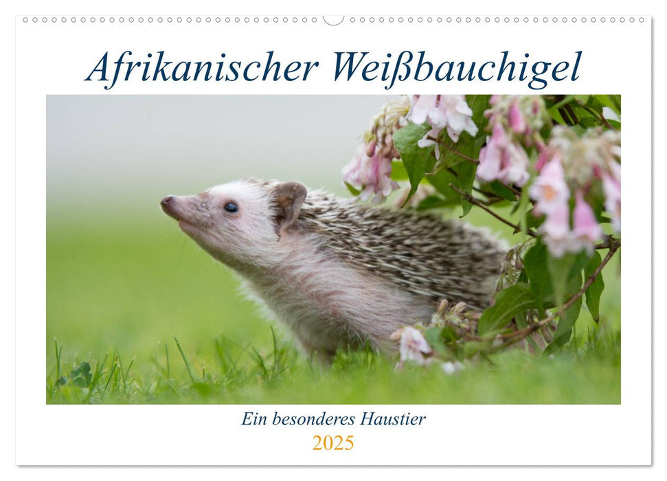 Afrikanische Weißbauchigel (CALVENDO Wandkalender 2025)