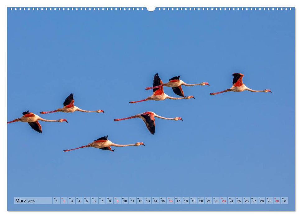 Camargue - Der wilde Süden Frankreichs (CALVENDO Premium Wandkalender 2025)