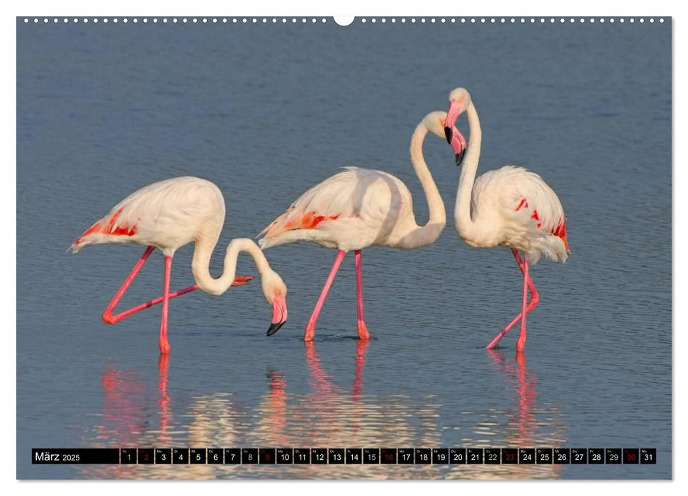 Camargue - Im Land der weißen Pferde und schwarzen Stiere (CALVENDO Premium Wandkalender 2025)