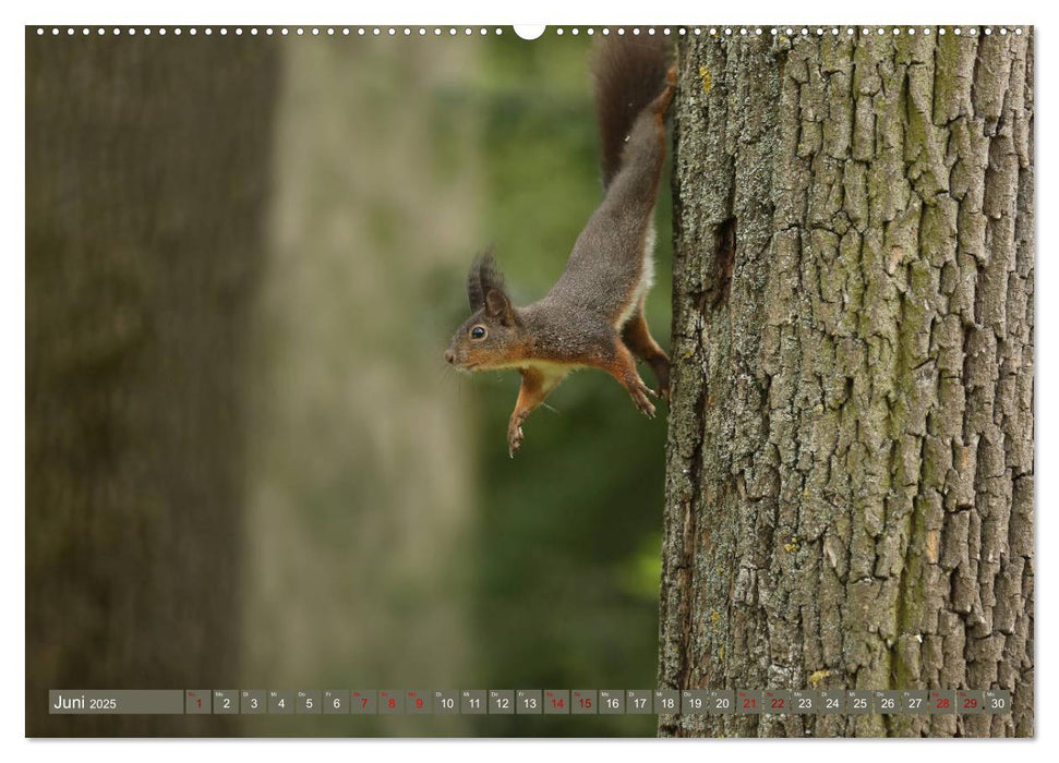 Eichhörnchen - Kleine Fotostars (CALVENDO Premium Wandkalender 2025)