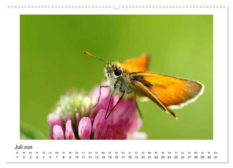 Schmetterlinge - fliegende Kunstwerke (CALVENDO Premium Wandkalender 2025)