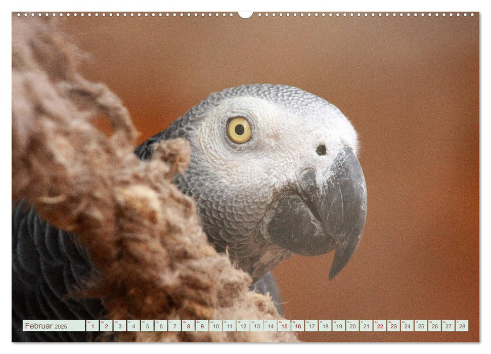 Krumm Schnäbel - Papageien, Sittiche und andere Krumm Schnäbel (CALVENDO Premium Wandkalender 2025)