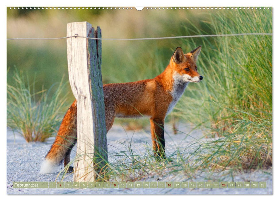 Wilder Darß - Fuchs, Hirsch und Co. 2025 (CALVENDO Premium Wandkalender 2025)