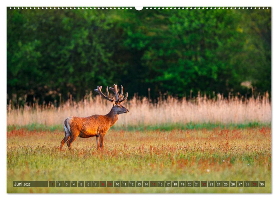 Wilder Darß - Fuchs, Hirsch und Co. 2025 (CALVENDO Premium Wandkalender 2025)