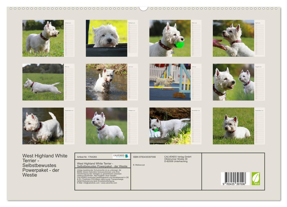 West Highland White Terrier - Selbstbewustes Powerpaket - der Westie (CALVENDO Premium Wandkalender 2025)