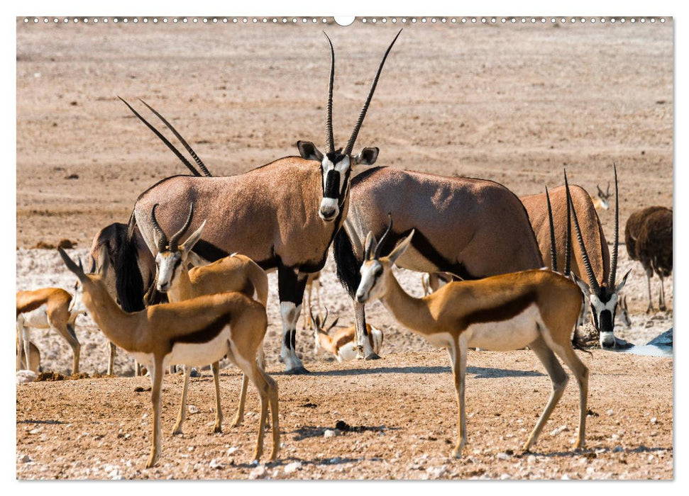 ETOSHA – Namibia Highlights (CALVENDO Premium Wandkalender 2025)