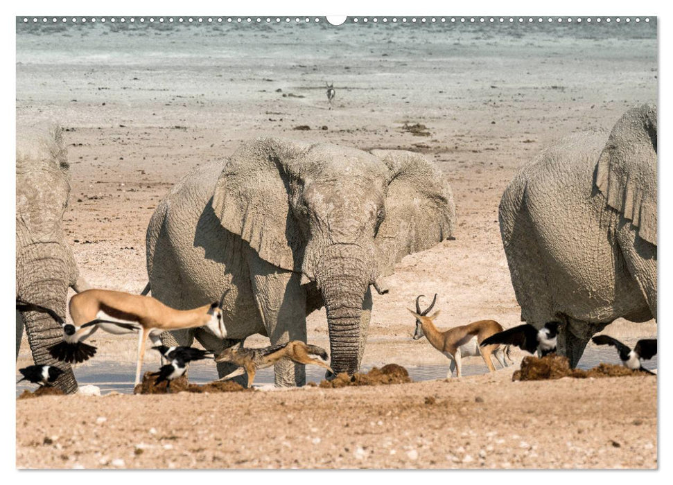 ETOSHA – Namibia Highlights (CALVENDO Premium Wandkalender 2025)