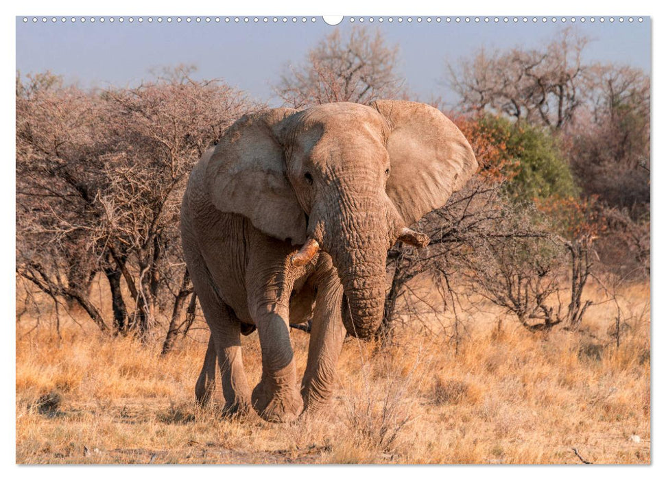 ETOSHA – Namibia Highlights (CALVENDO Premium Wandkalender 2025)