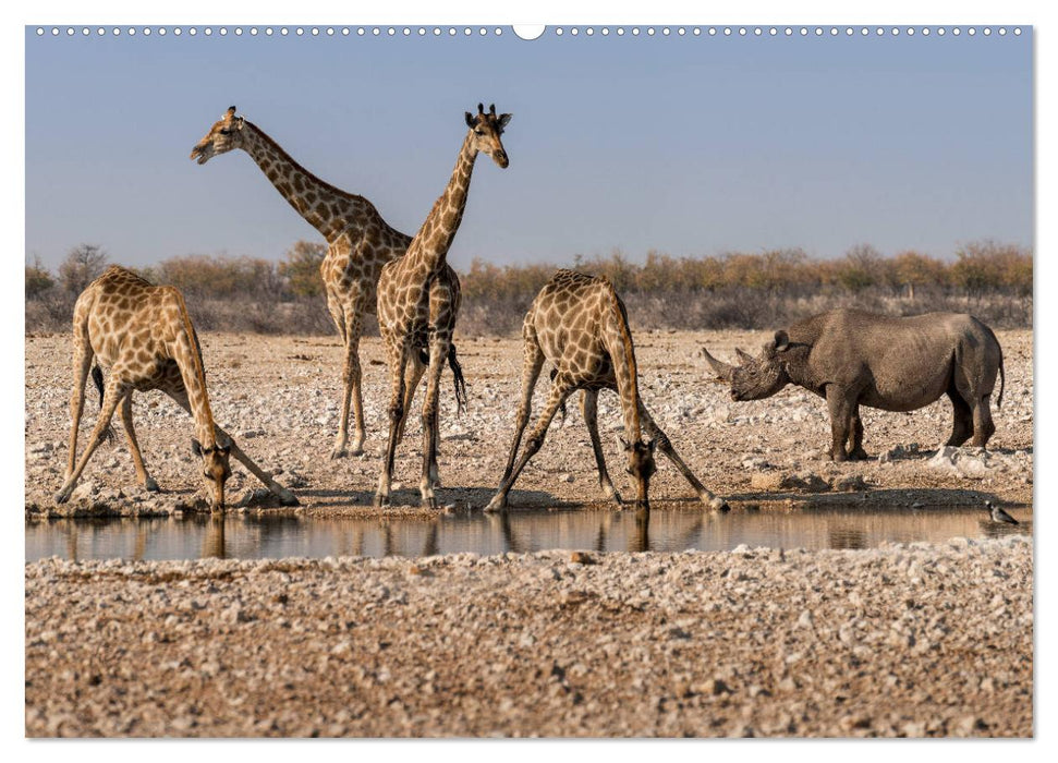 ETOSHA – Namibia Highlights (CALVENDO Premium Wandkalender 2025)