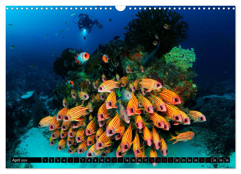 Raja Ampat - Faszinierende Unterwasserwelt (CALVENDO Wandkalender 2025)