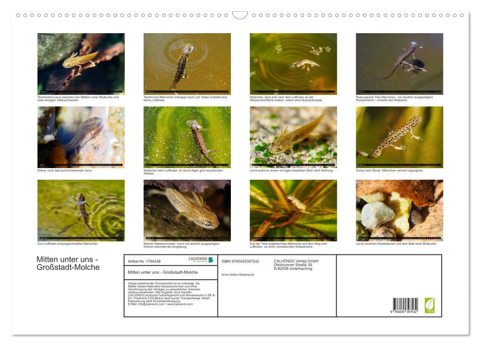 Mitten unter uns - Großstadt-Molche (CALVENDO Wandkalender 2025)