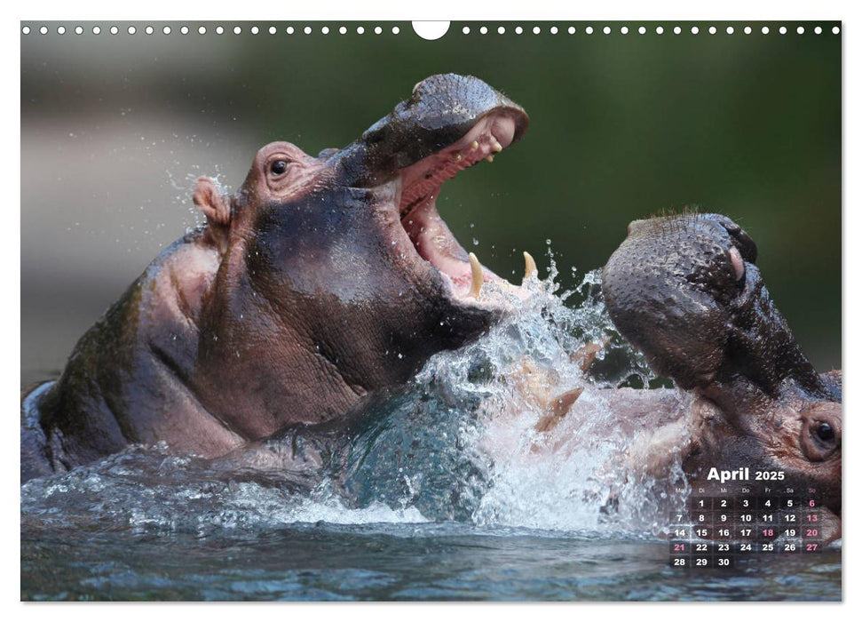 WILDE TIERE IN AKTION (CALVENDO Wandkalender 2025)