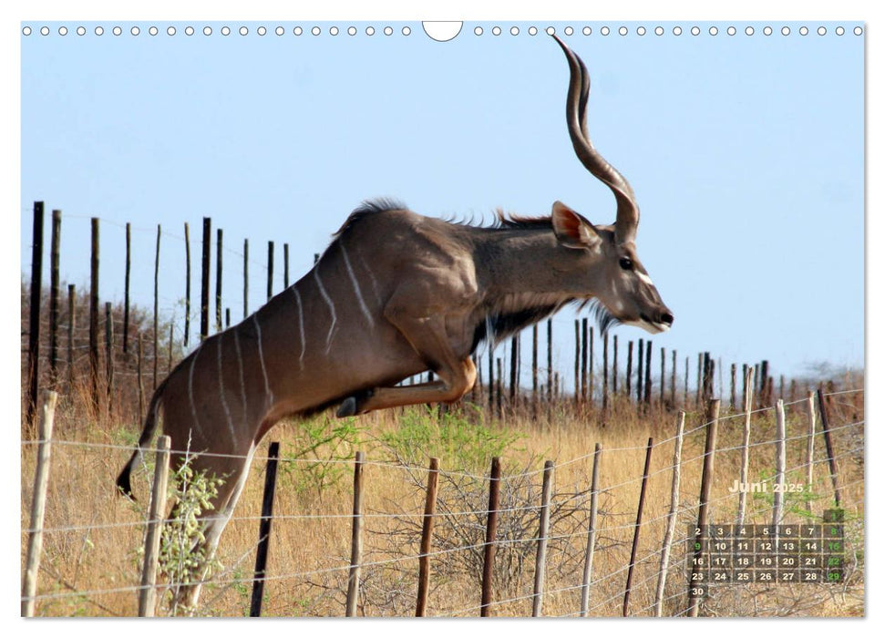 WILDE TIERE IN AKTION (CALVENDO Wandkalender 2025)