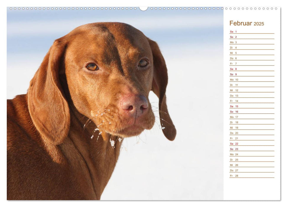 Familienplaner - Magyar Vizsla (CALVENDO Premium Wandkalender 2025)