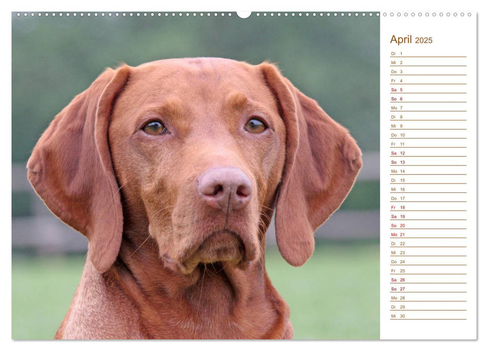 Familienplaner - Magyar Vizsla (CALVENDO Premium Wandkalender 2025)