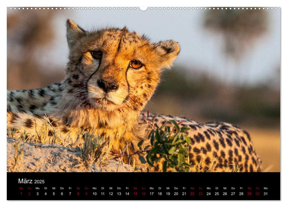 Afrika - Faszination Tierwelt (CALVENDO Premium Wandkalender 2025)