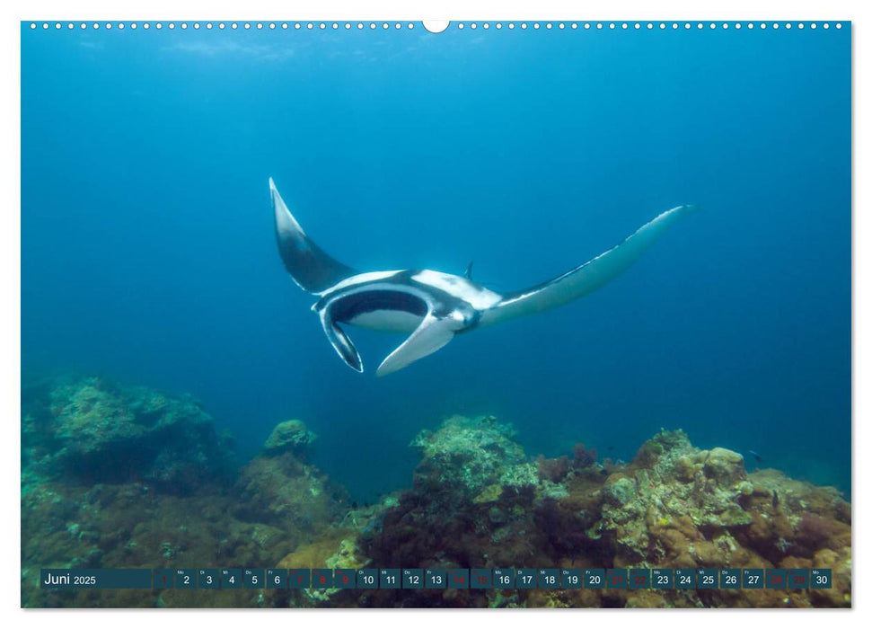 Tauchen, Fische und Meer (CALVENDO Premium Wandkalender 2025)