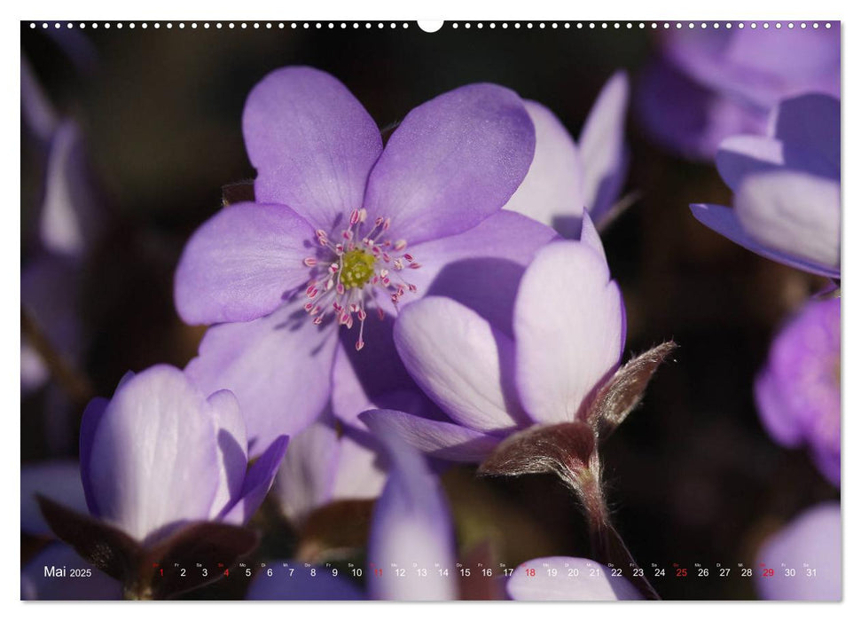 Verträumte Natur (CALVENDO Premium Wandkalender 2025)