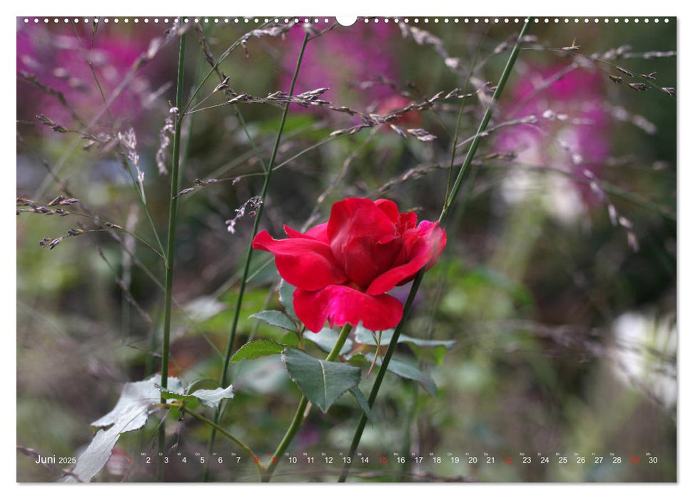 Verträumte Natur (CALVENDO Premium Wandkalender 2025)