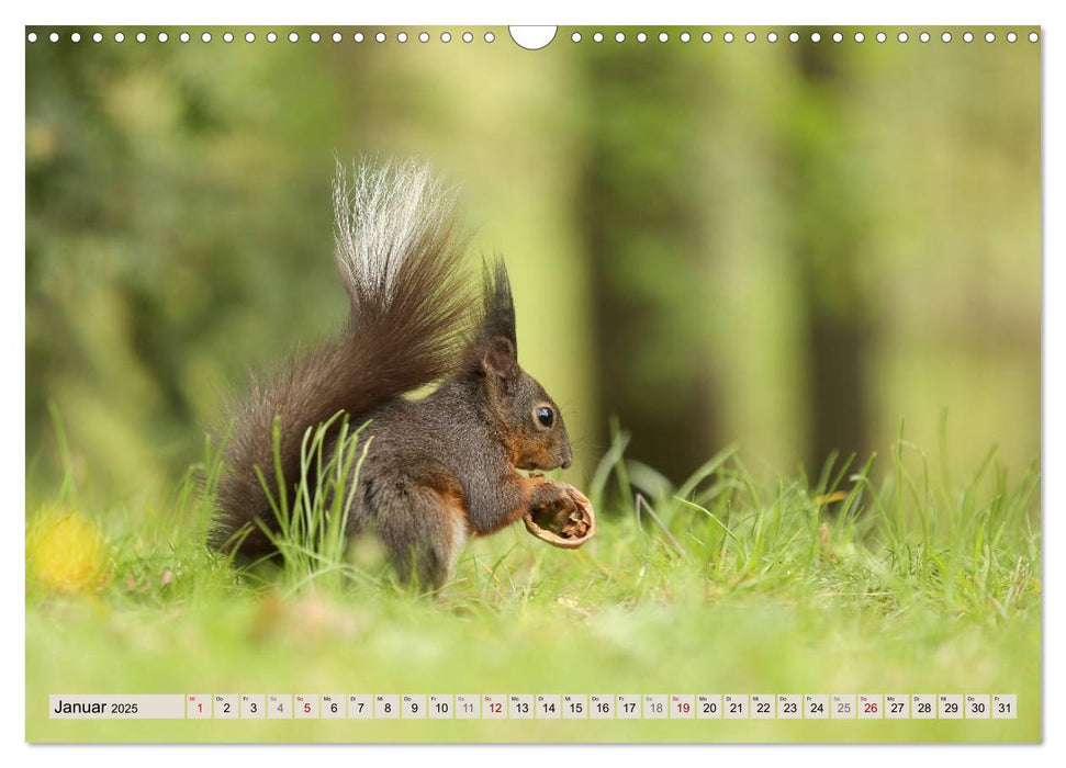 Eichhörnchen erobern unsere Herzen (CALVENDO Wandkalender 2025)