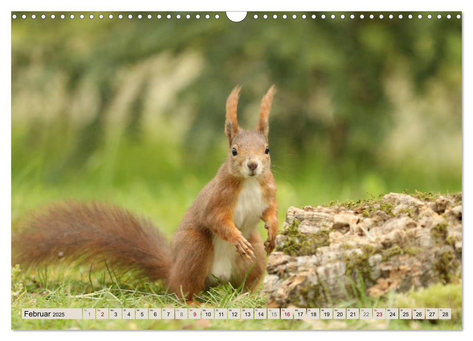 Eichhörnchen erobern unsere Herzen (CALVENDO Wandkalender 2025)