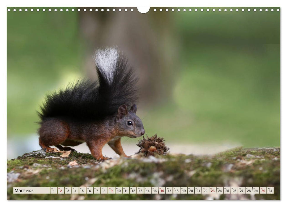 Eichhörnchen erobern unsere Herzen (CALVENDO Wandkalender 2025)