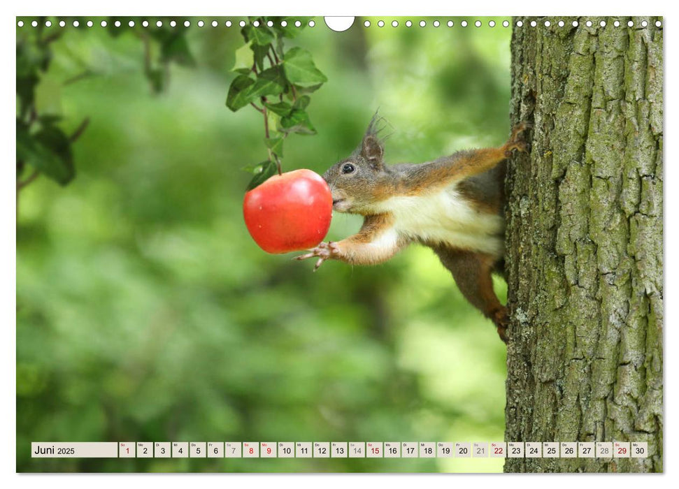 Eichhörnchen erobern unsere Herzen (CALVENDO Wandkalender 2025)