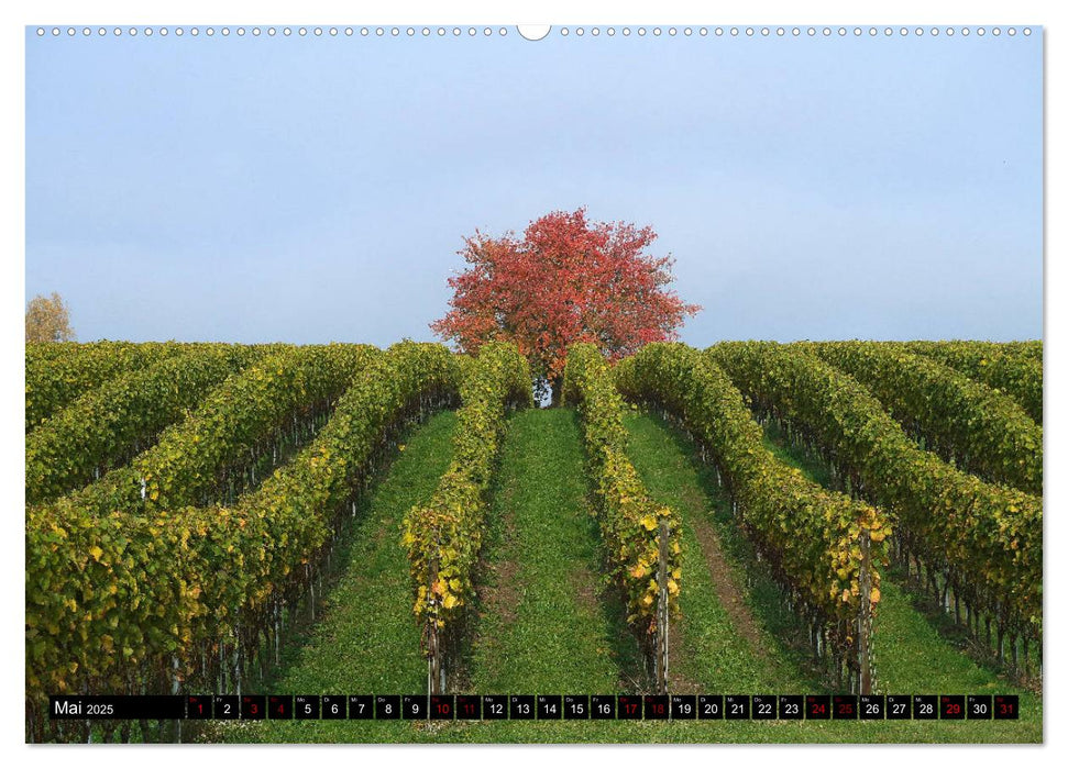 Sehenswerter Bodensee (CALVENDO Wandkalender 2025)