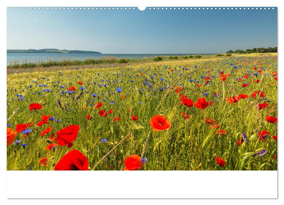 Rügen ein Sommertraum (CALVENDO Premium Wandkalender 2025)