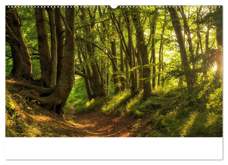 Rügen ein Sommertraum (CALVENDO Premium Wandkalender 2025)