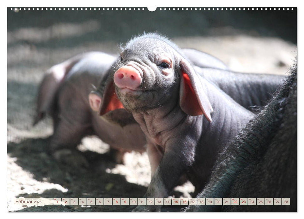 Tierische Schweinerei (CALVENDO Premium Wandkalender 2025)