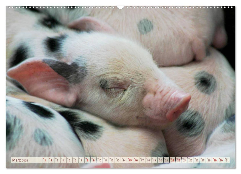 Tierische Schweinerei (CALVENDO Premium Wandkalender 2025)